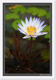 IMG_6493 * 547 x 800 * (230KB)