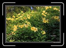 IMG_6618-P * 892 x 608 * (249KB)