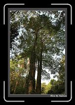 IMG_6620 * 608 x 908 * (248KB)