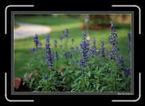 IMG_6630 * 892 x 608 * (227KB)