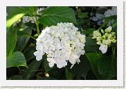 IMG_7868 * 800 x 533 * (429KB)