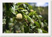 IMG_7888 * 800 x 533 * (354KB)